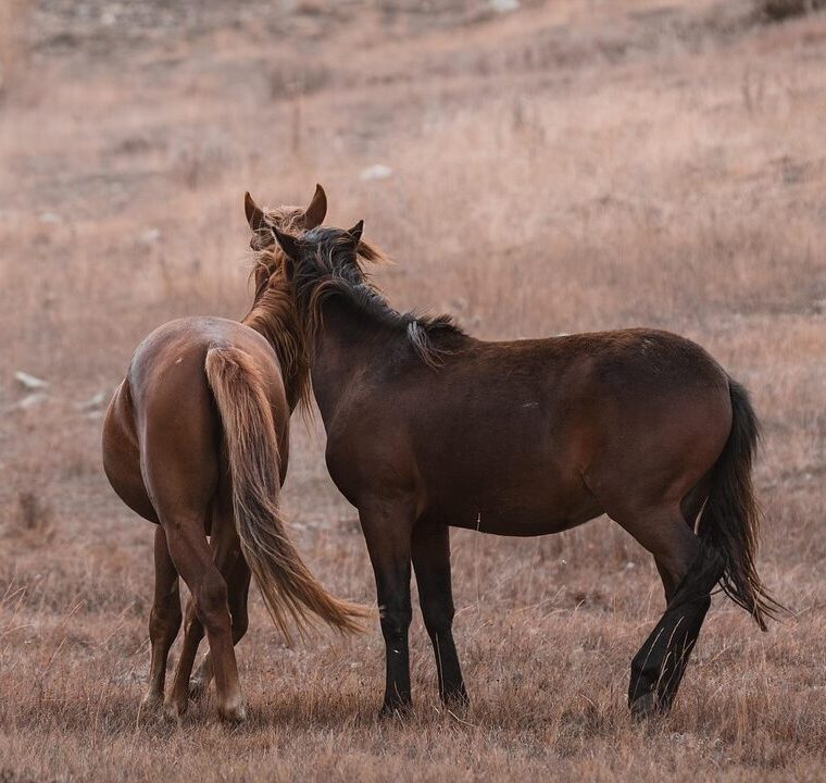 horses, animal, stallion, mammal, equine, wilderness, equestrian, steppe, brown horse, nature, untamed, mountain