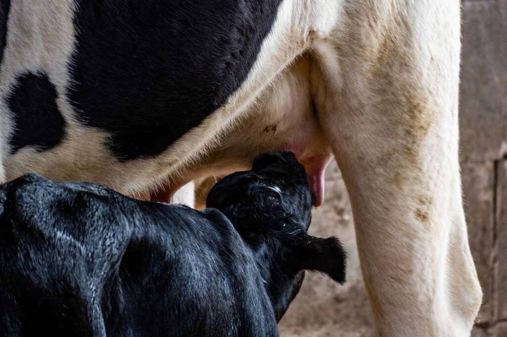 cow, dairy cattle, calf, agriculture, farm animal, dairy farming