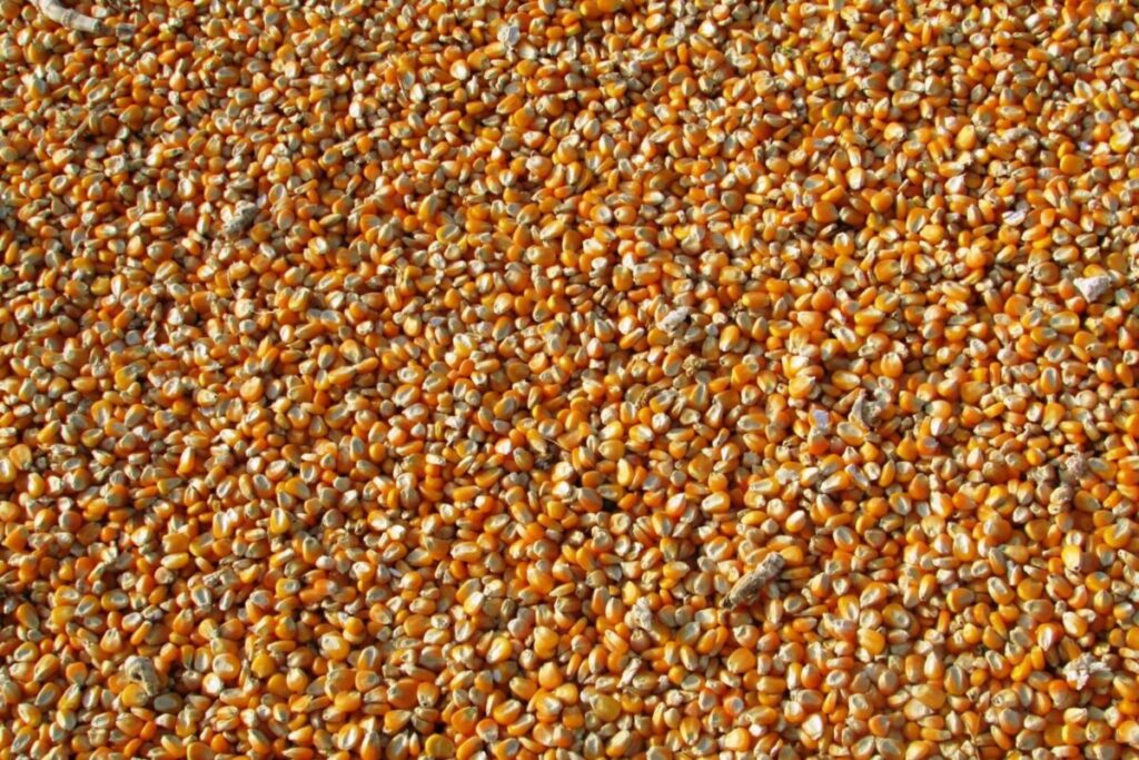 Close-up of dried maize seeds, showcasing a rich harvest ready for use.