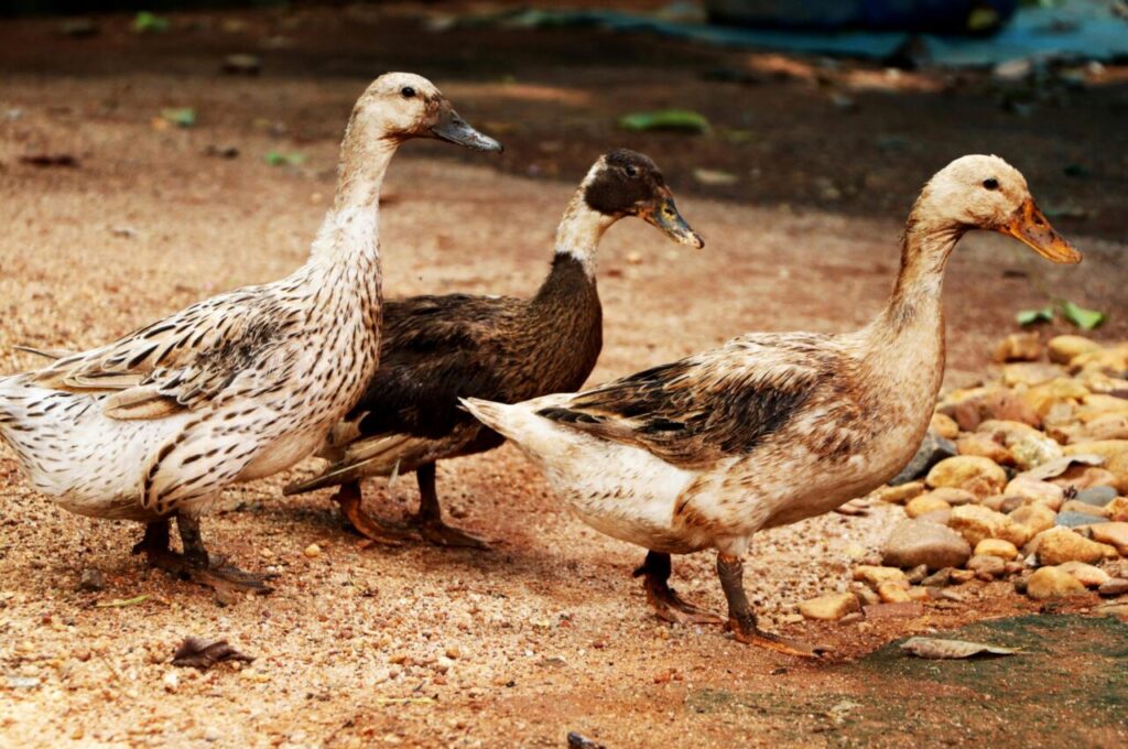 A group of three ducks walking on a rocky path outdoors, showcasing natural duck behavior.